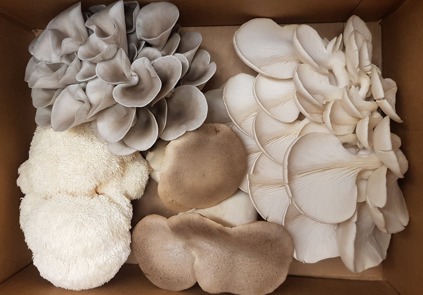 Boîte découverte - 1kg