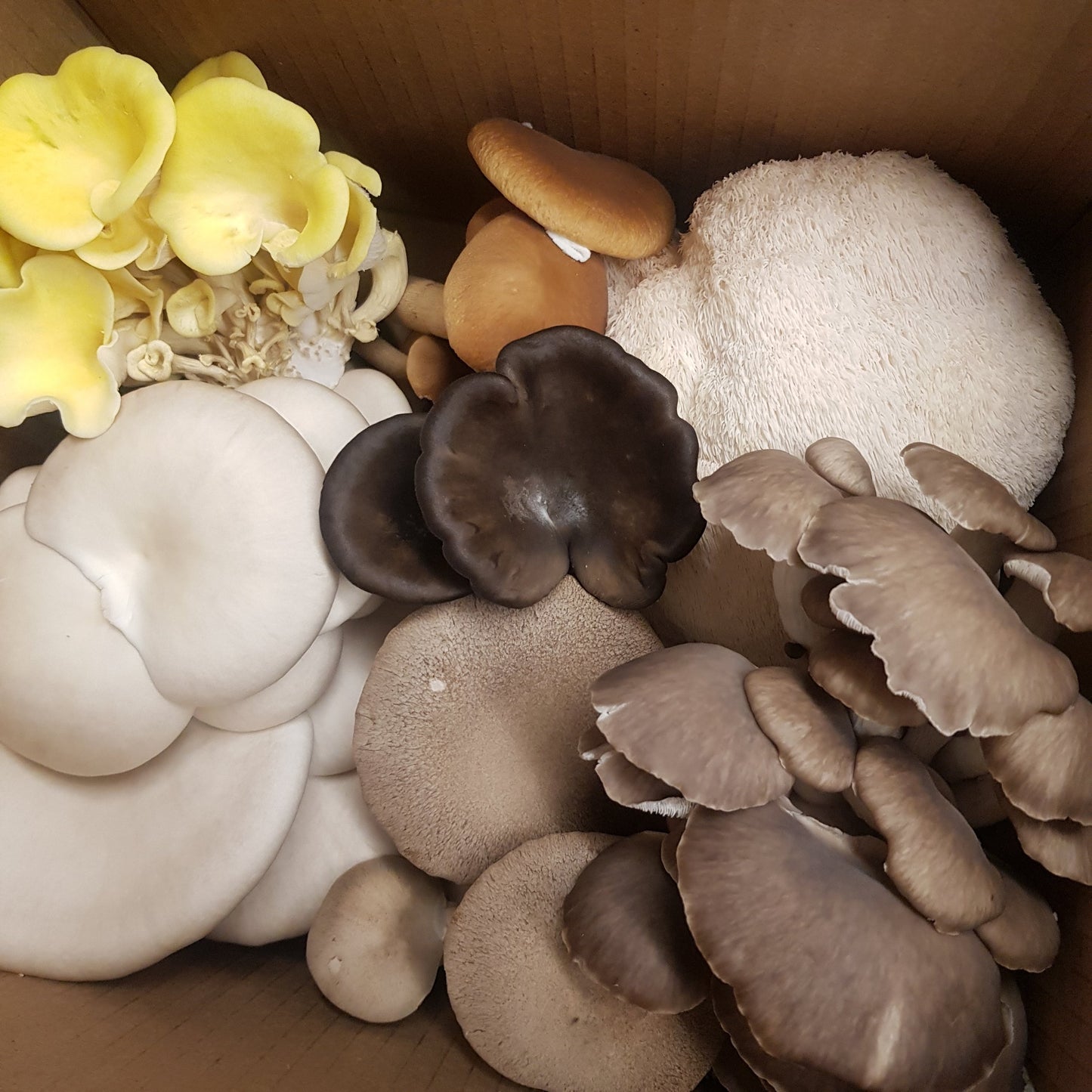 Boîte découverte - 2kg